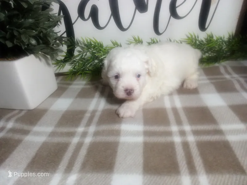 Dozer – Peekapoo puppy for sale in Odon, IN