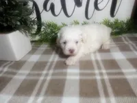 Dozer, a male Peekapoo for sale in Odon, IN – 1 of 9