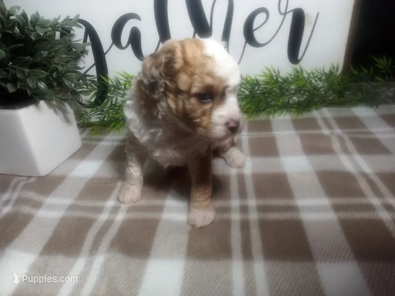 Denver  – Peekapoo puppy for sale in Odon, IN