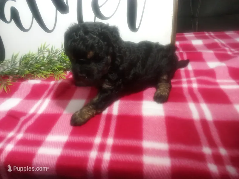 Dara – Peekapoo puppy for sale in Odon, IN