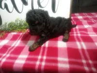 Dara, a female Peekapoo for sale in Odon, IN – 1 of 7