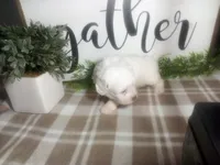 Dozer, a male Peekapoo for sale in Odon, IN – 5 of 9