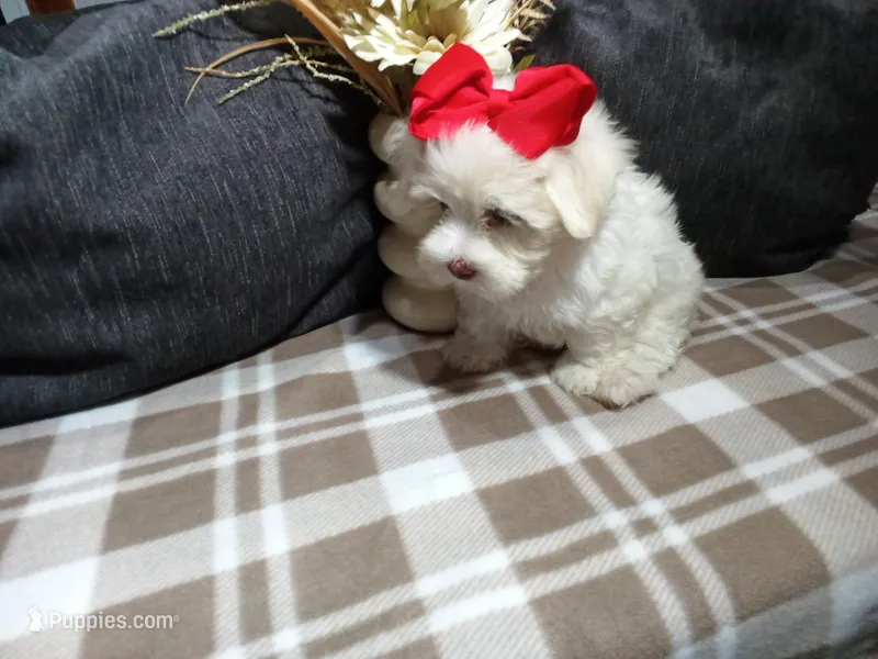 AKC Biscuit – Maltese puppy for sale in Odon, IN