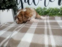 Dodger , a male Peekapoo for sale in Odon, IN – 7 of 9