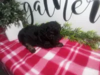 Dara, a female Peekapoo for sale in Odon, IN – 4 of 7