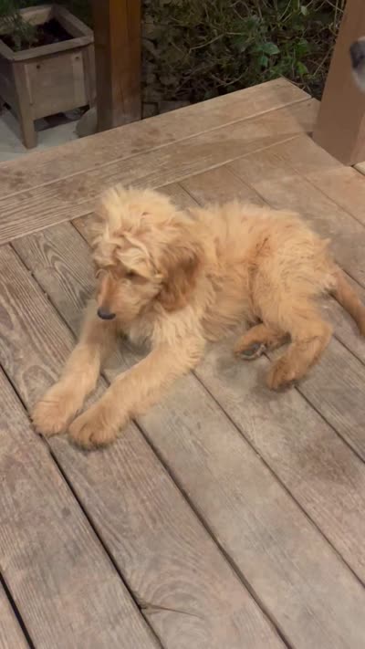 Max- ready for forever home, a male Goldendoodle for sale in Taylorsville, GA – 6 of 6