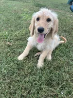 Rosco, a male Goldendoodle for sale in Taylorsville, GA – 4 of 4