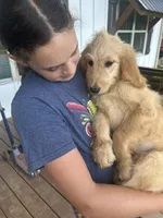 Teddy, a male Goldendoodle for sale in Taylorsville, GA – 7 of 7