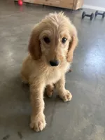 Teddy, a male Goldendoodle for sale in Taylorsville, GA – 4 of 7