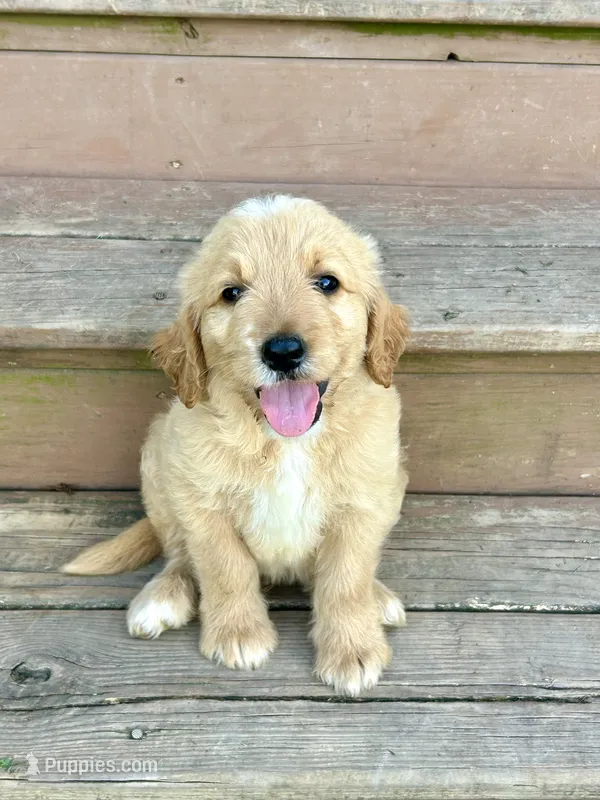 Tucker – Goldendoodle puppy for sale in Taylorsville, GA