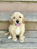 Tucker, a male Goldendoodle for sale in Taylorsville, GA – 1 of 2