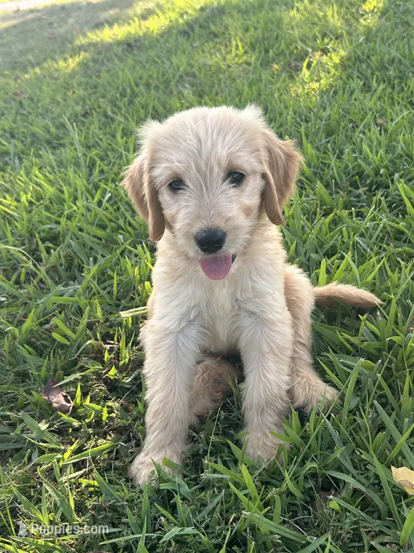 Jazz – Goldendoodle puppy for sale in Taylorsville, GA