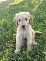 Jazz, a female Goldendoodle for sale in Taylorsville, GA – 1 of 2