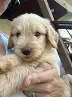Bandit, a male Goldendoodle for sale in Taylorsville, GA – 1 of 1