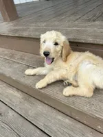 Reed F2B, a male Goldendoodle for sale in Taylorsville, GA – 3 of 8