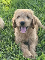 Max- ready for forever home, a male Goldendoodle for sale in Taylorsville, GA – 2 of 3