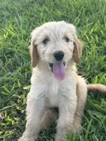 Jazz, a female Goldendoodle for sale in Taylorsville, GA – 2 of 2
