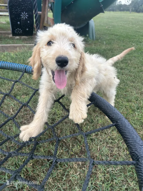 Reed F2B – Goldendoodle puppy for sale in Taylorsville, GA