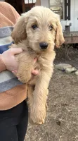 Teddy- Ready for forever home! , a male Goldendoodle for sale in Taylorsville, GA – Photo 2 of 5