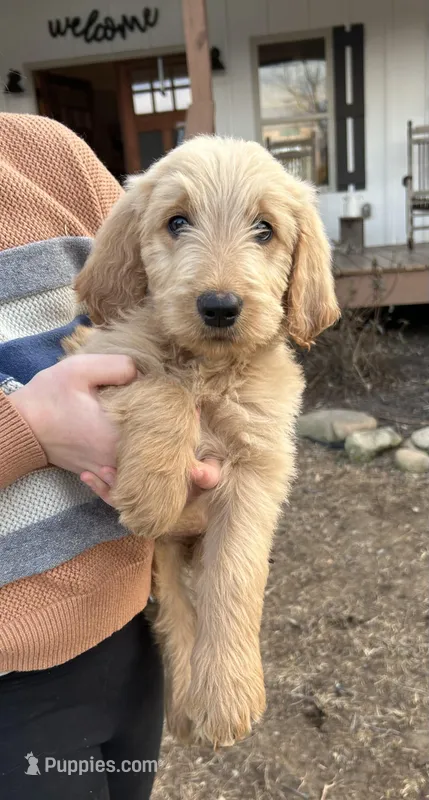 Teddy- Ready for forever home! 