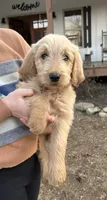 Teddy- Ready for forever home! , a male Goldendoodle for sale in Taylorsville, GA – Photo 1 of 5