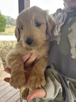 Teddy- Ready for forever home! , a male Goldendoodle for sale in Taylorsville, GA – Photo 4 of 5