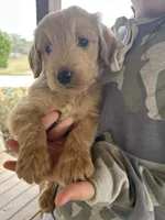 Teddy- Ready for forever home! , a male Goldendoodle for sale in Taylorsville, GA – Photo 5 of 5