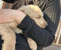 Teddy- Ready for forever home! , a male Goldendoodle for sale in Taylorsville, GA – Photo 3 of 5