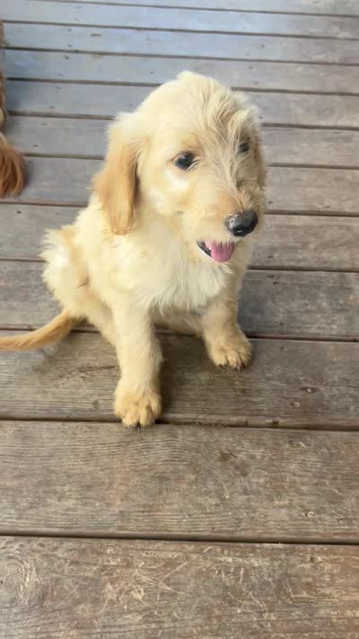 Reed F2B, a male Goldendoodle for sale in Taylorsville, GA – 8 of 8