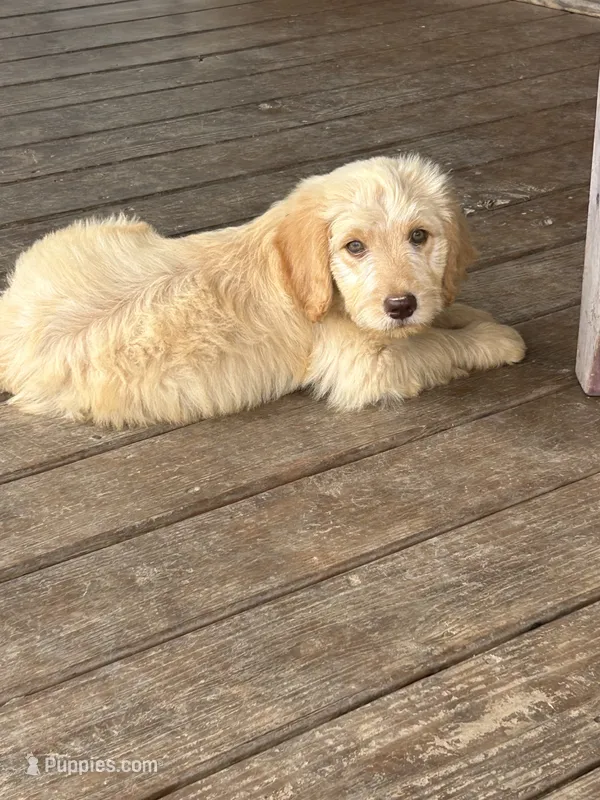 Bandit – Goldendoodle puppy for sale in Taylorsville, GA