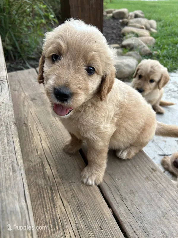 Teddy – Goldendoodle puppy for sale in Taylorsville, GA