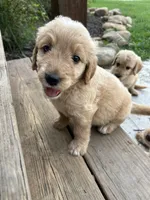 Teddy, a male Goldendoodle for sale in Taylorsville, GA – 1 of 1