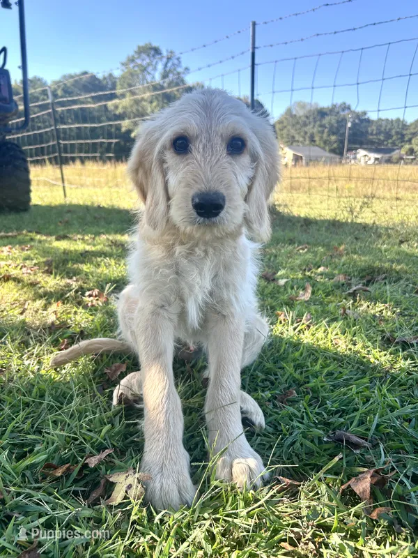 Rosco – Goldendoodle puppy for sale in Taylorsville, GA