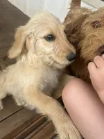 Teddy, a male Goldendoodle for sale in Taylorsville, GA – 6 of 7