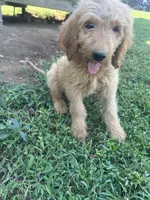Max- ready for forever home, a male Goldendoodle for sale in Taylorsville, GA – 5 of 6