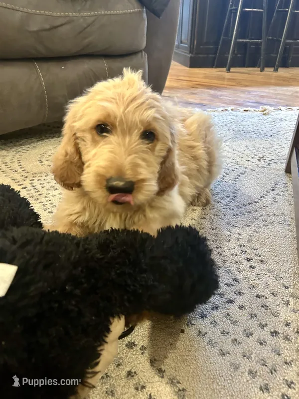 Blue- Ready for forever home!