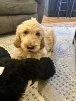Blue- Ready for forever home!, a male Goldendoodle for sale in Taylorsville, GA – Photo 1 of 5