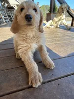 Blue- Ready for forever home!, a male Goldendoodle for sale in Taylorsville, GA – Photo 5 of 5