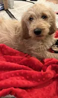 Blue- Ready for forever home!, a male Goldendoodle for sale in Taylorsville, GA – Photo 2 of 5