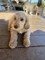 Blue- Ready for forever home!, a male Goldendoodle for sale in Taylorsville, GA – Photo 3 of 5