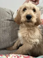 Blue- Ready for forever home!, a male Goldendoodle for sale in Taylorsville, GA – Photo 4 of 5