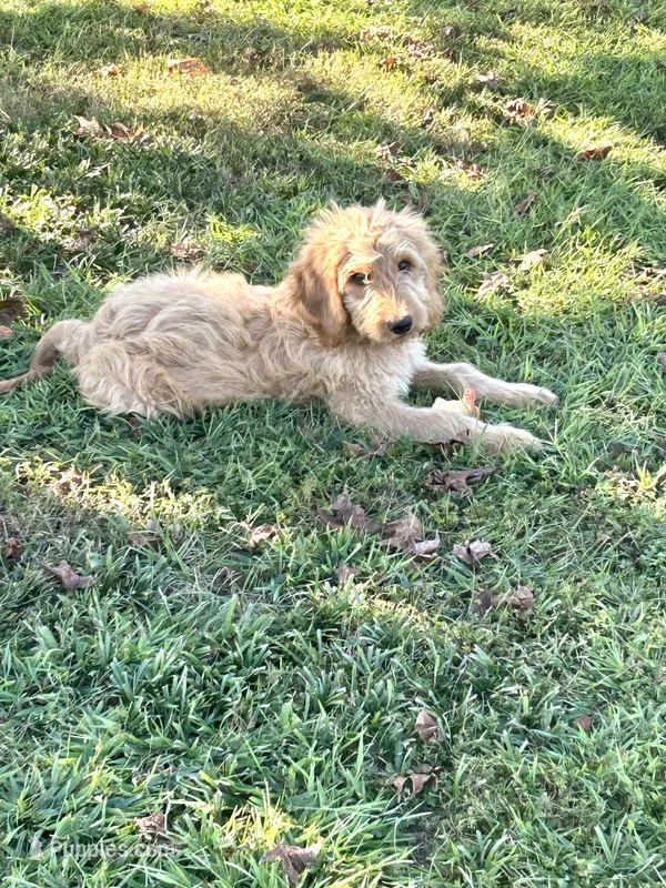 Max- ready for forever home – Goldendoodle puppy for sale in Taylorsville, GA