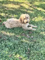 Max- ready for forever home, a male Goldendoodle for sale in Taylorsville, GA – 1 of 6