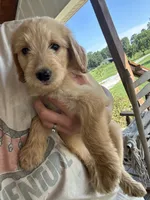 Sadie, a female Goldendoodle for sale in Taylorsville, GA – 2 of 2