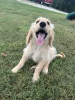 Rosco, a male Goldendoodle for sale in Taylorsville, GA – 2 of 4