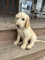 Reed F2B, a male Goldendoodle for sale in Taylorsville, GA – 5 of 8