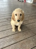 Teddy, a male Goldendoodle for sale in Taylorsville, GA – 3 of 7