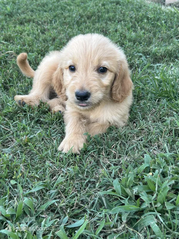 Teddy – Goldendoodle puppy for sale in Taylorsville, GA