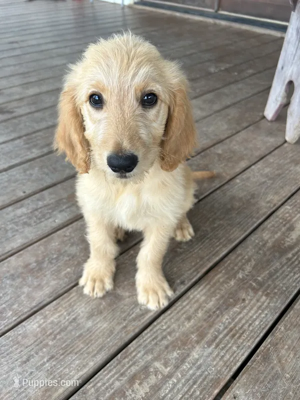 Teddy – Goldendoodle puppy for sale in Taylorsville, GA