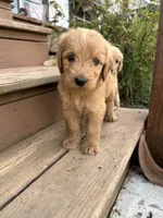 Max- ready for forever home, a male Goldendoodle for sale in Taylorsville, GA – 3 of 3